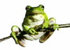 Photo of a frog.